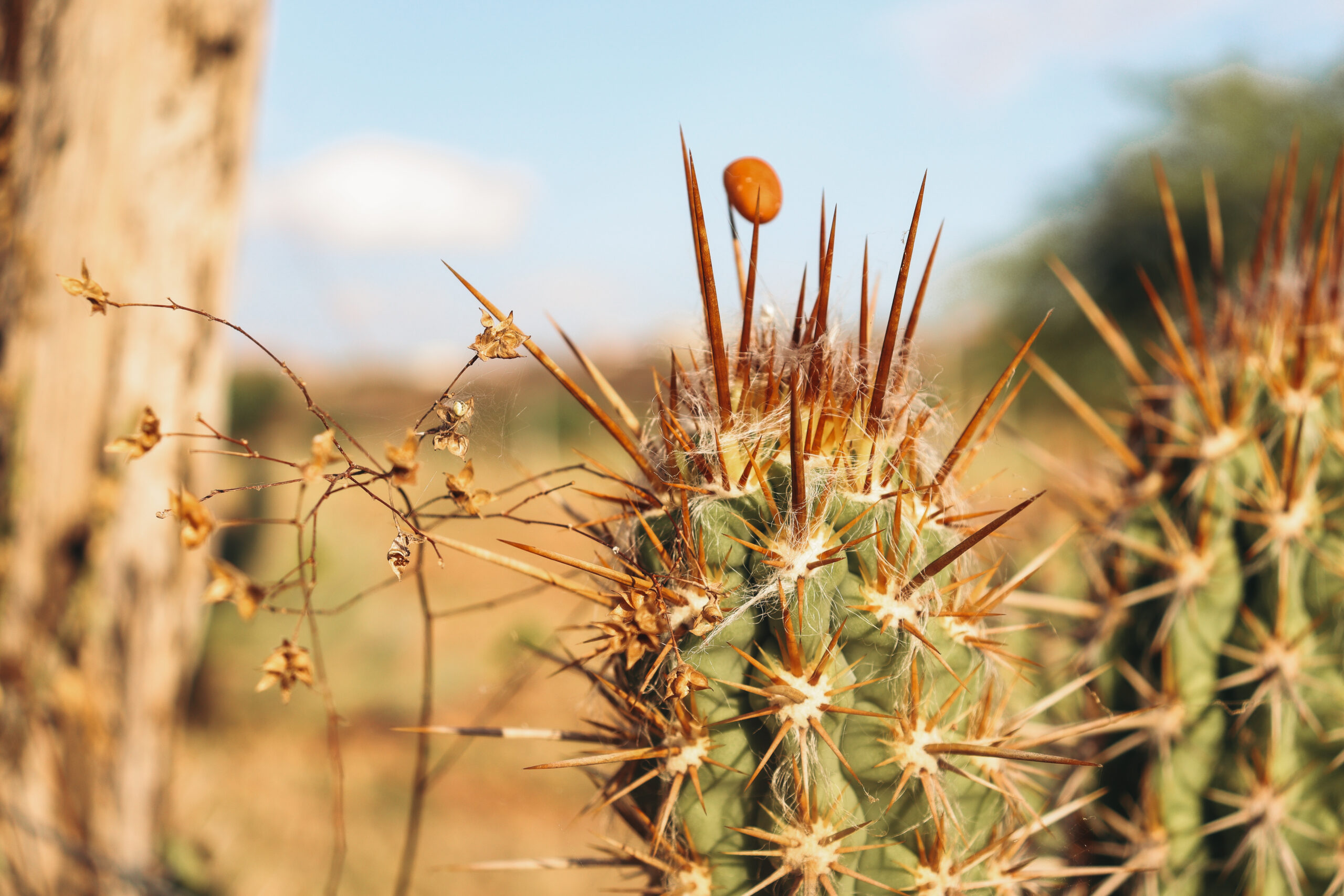 Imagens poéticas da fotojornalista do Farol evocam a saudade de casa