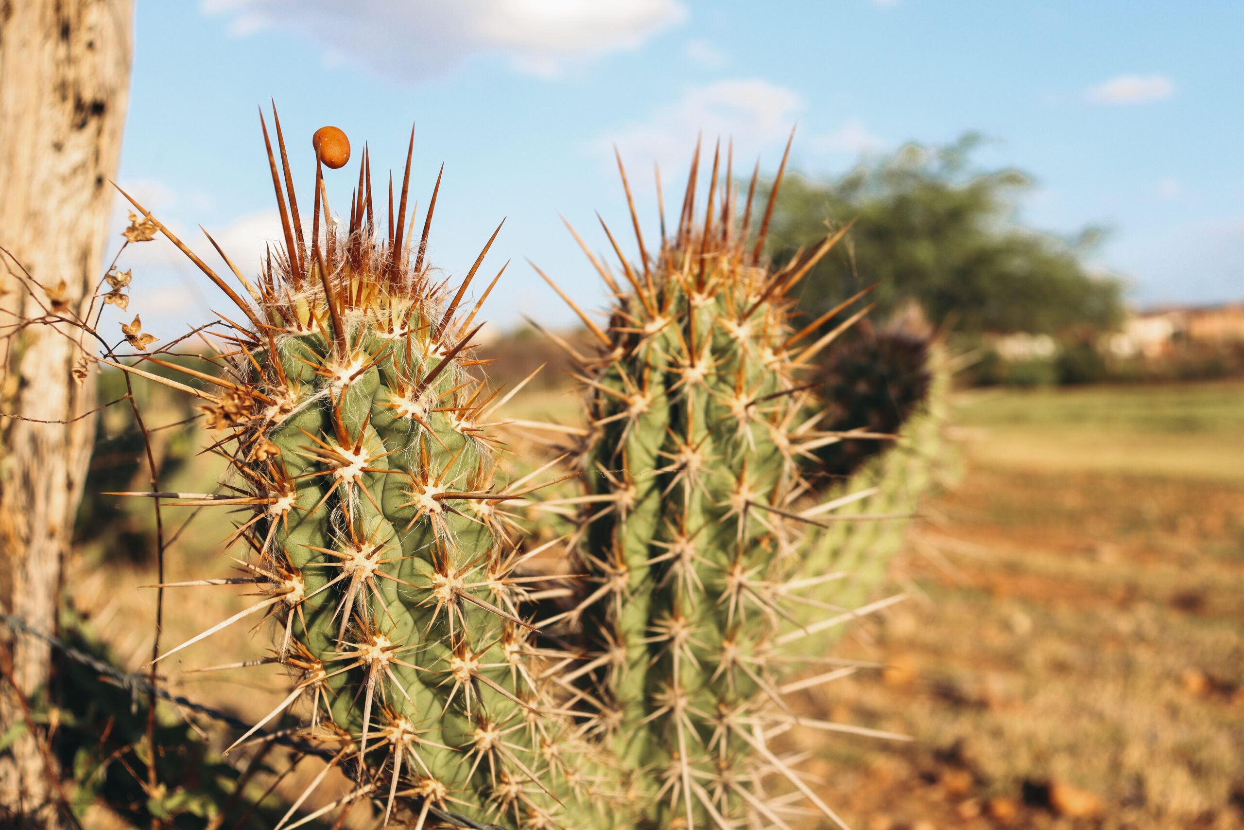 Imagens poéticas da fotojornalista do Farol evocam a saudade de casa