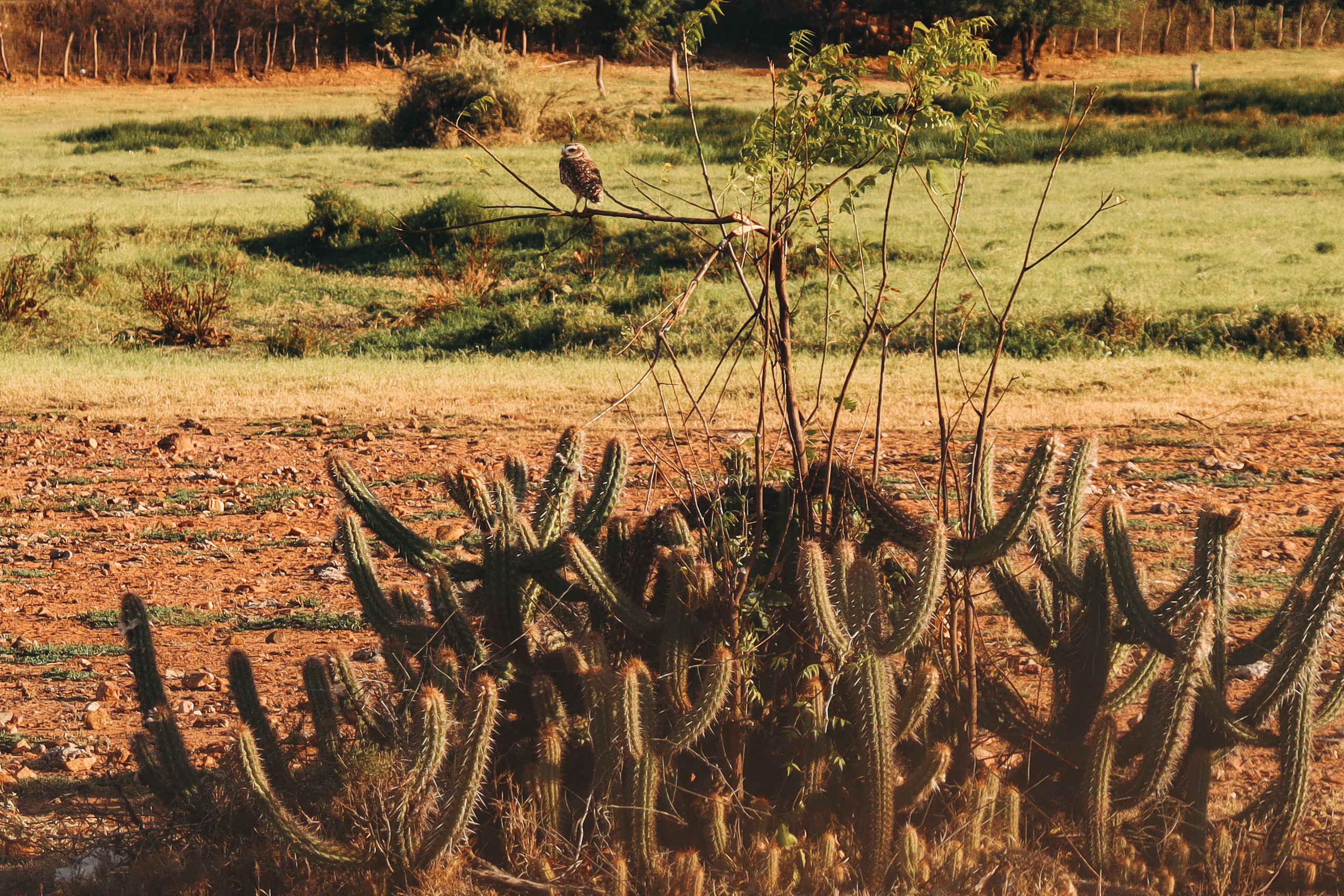 Imagens poéticas da fotojornalista do Farol evocam a saudade de casa