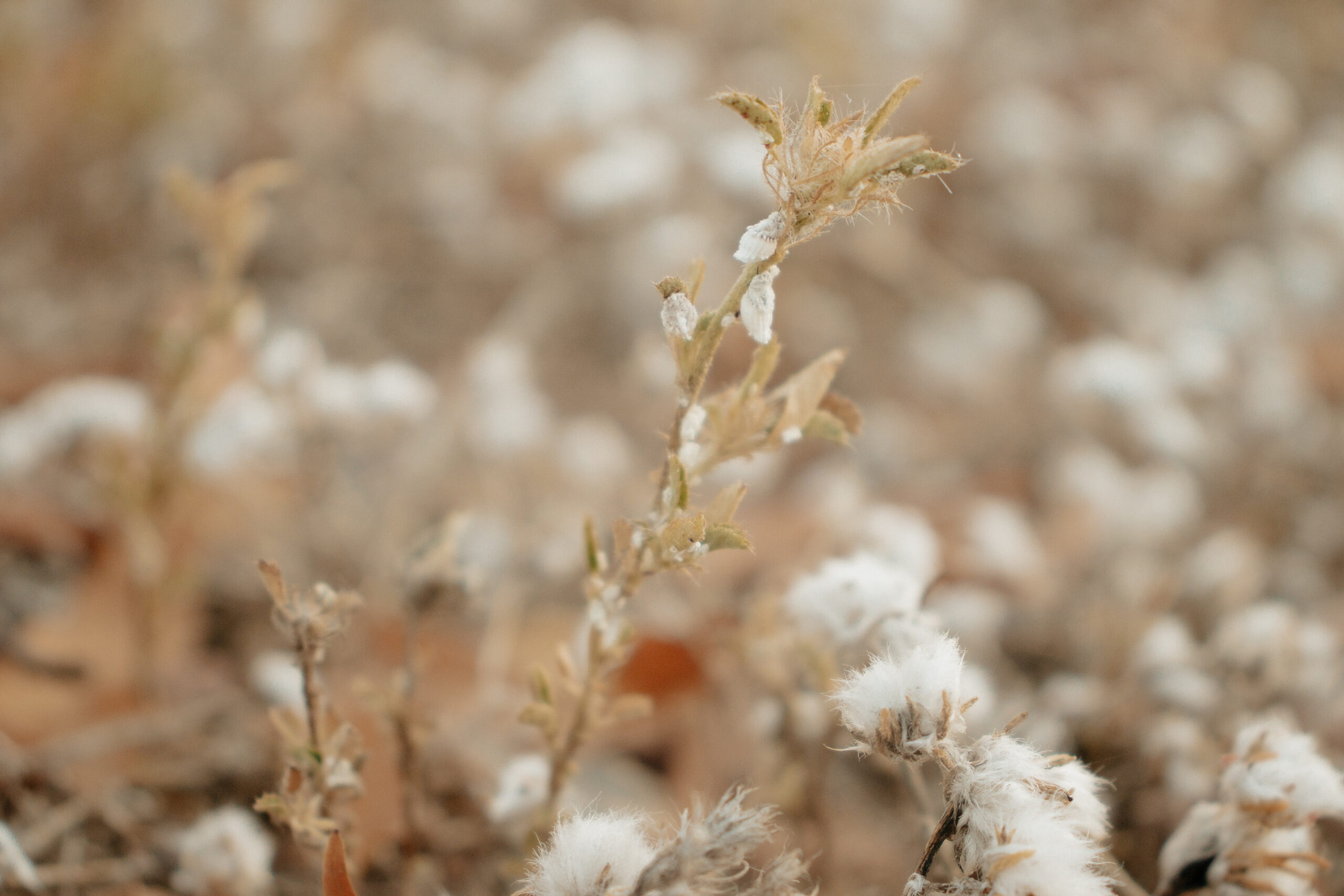 Imagens poéticas da fotojornalista do Farol evocam a saudade de casa