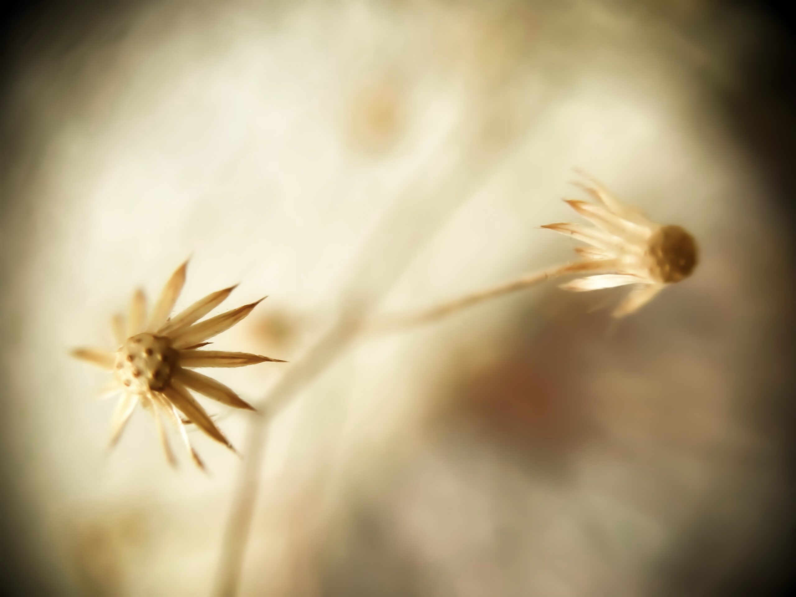 Imagens poéticas da fotojornalista do Farol evocam a saudade de casa