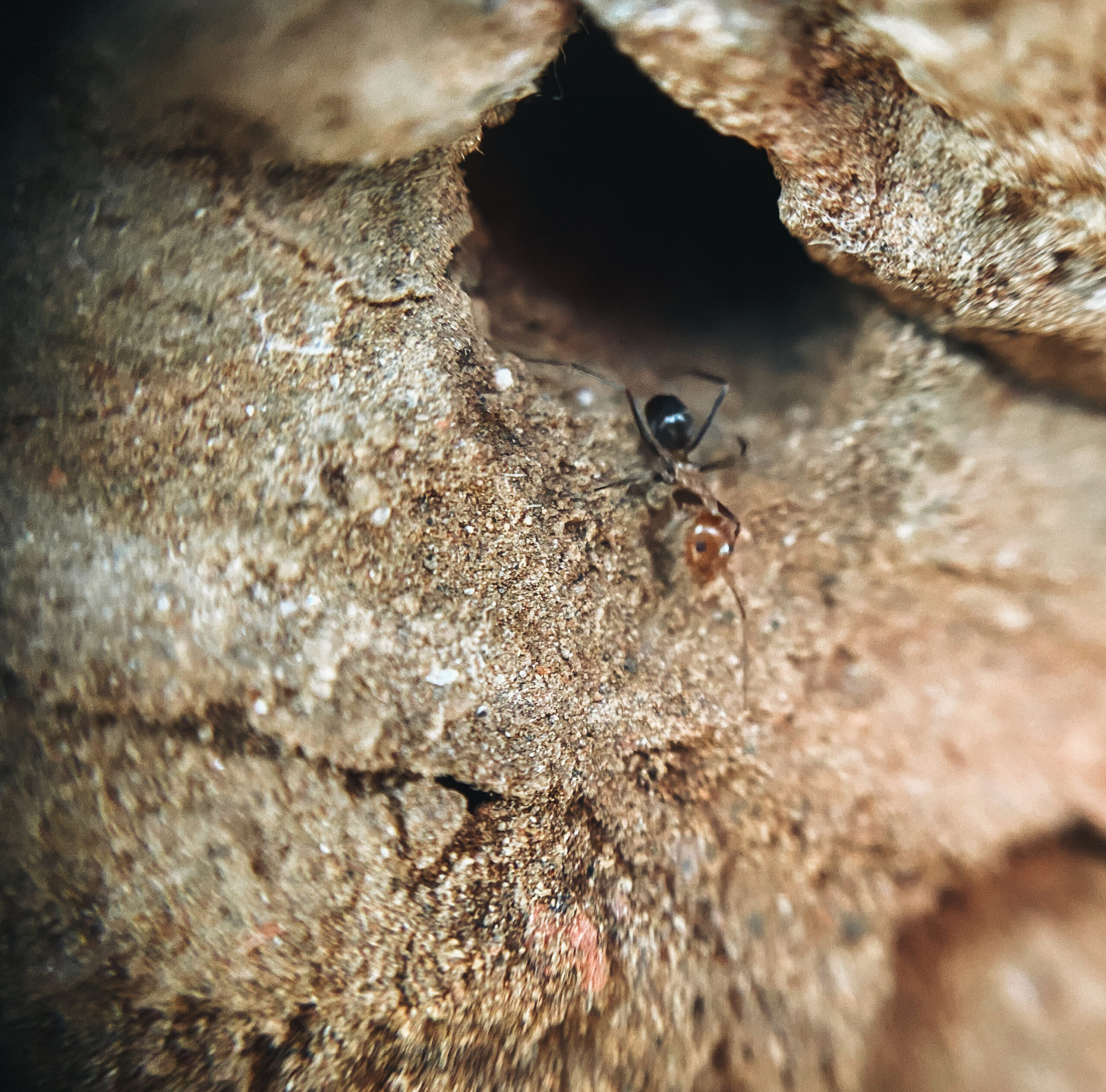 Imagens poéticas da fotojornalista do Farol evocam a saudade de casa