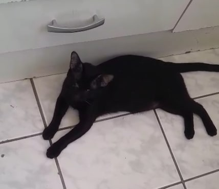 Leitora pede ajuda para encontrar lar para gato cego dos dois olhos - Foto enviada ao Farol