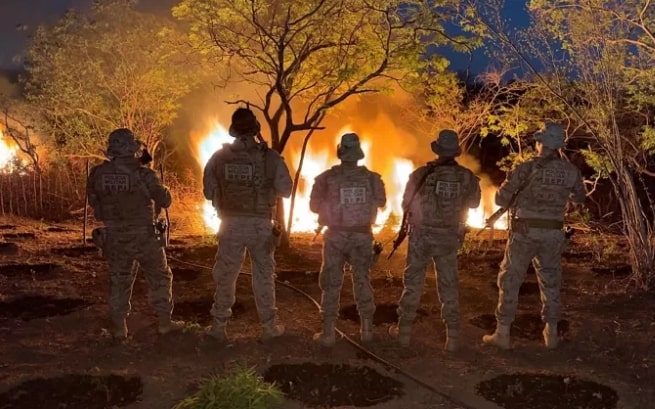 Polícia erradica quase 12 mil pés de maconha em Cabrobó 1 Polícia erradica quase 12 mil pés de maconha em Cabrobó - Foto: Divulgação