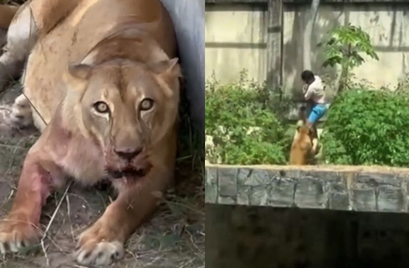 Vídeo: Homem é morto por leoa após invadir jaula em zoológico de João Pessoa 1 Homem é morto por leoa após invadir jaula