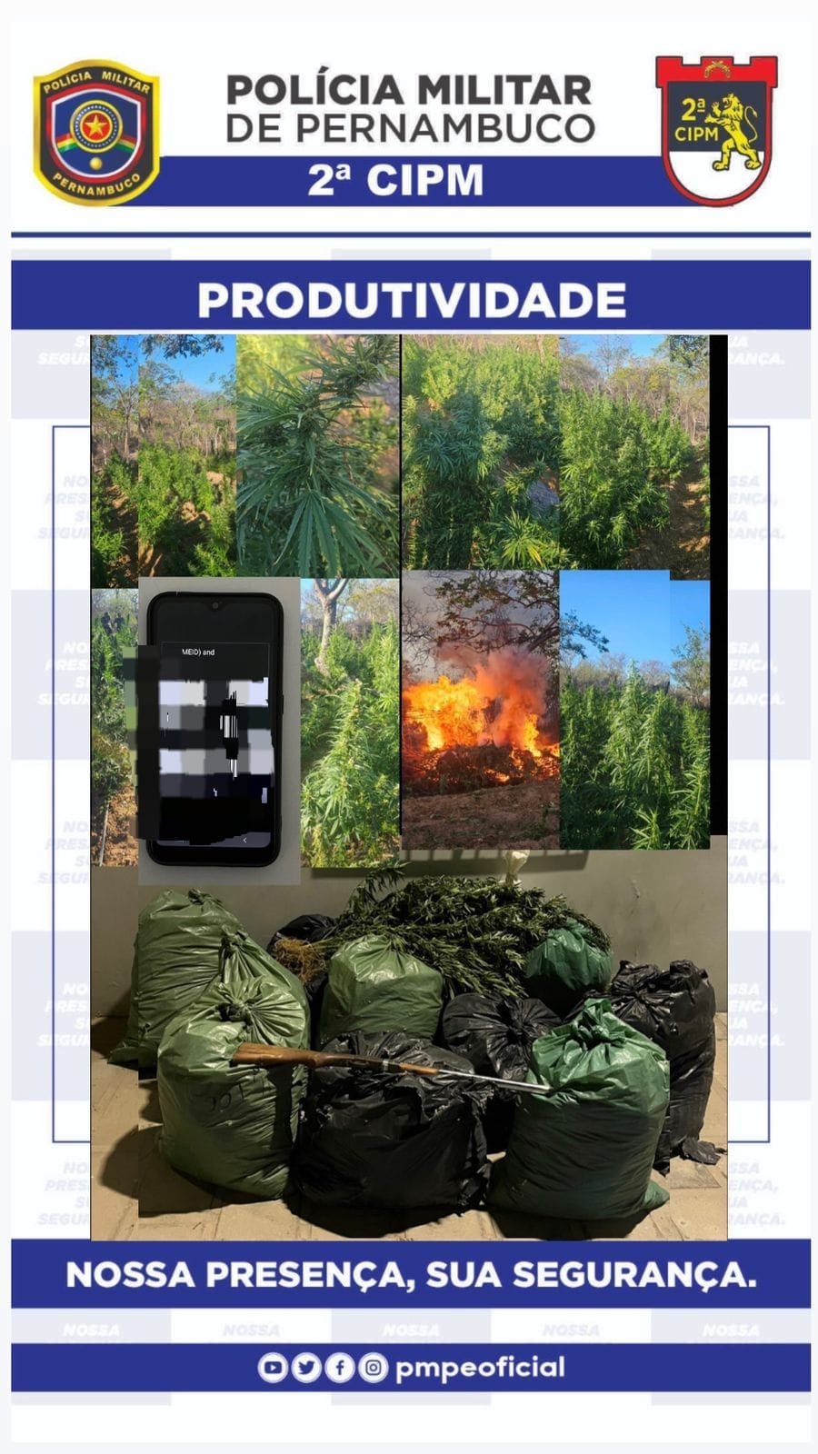 Polícia apreende 129 kg de maconha em Cabrobó 1 Polícia apreende 129 kg de maconha em Cabrobó - Foto: Divulgação