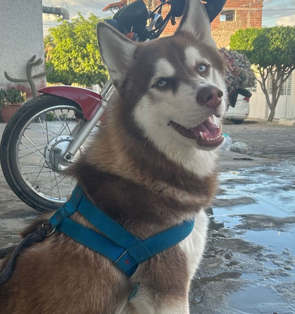 Tutora procura cachorro desaparecido em ST 1 Tutora procura cachorro desaparecido em ST