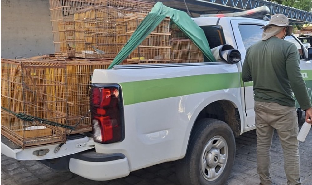 Operação em Serra Talhada apreende pássaros, armadilhas e espingarda