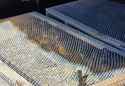 Irmãos detidos em PE com mais de 400 pássaros silvestres