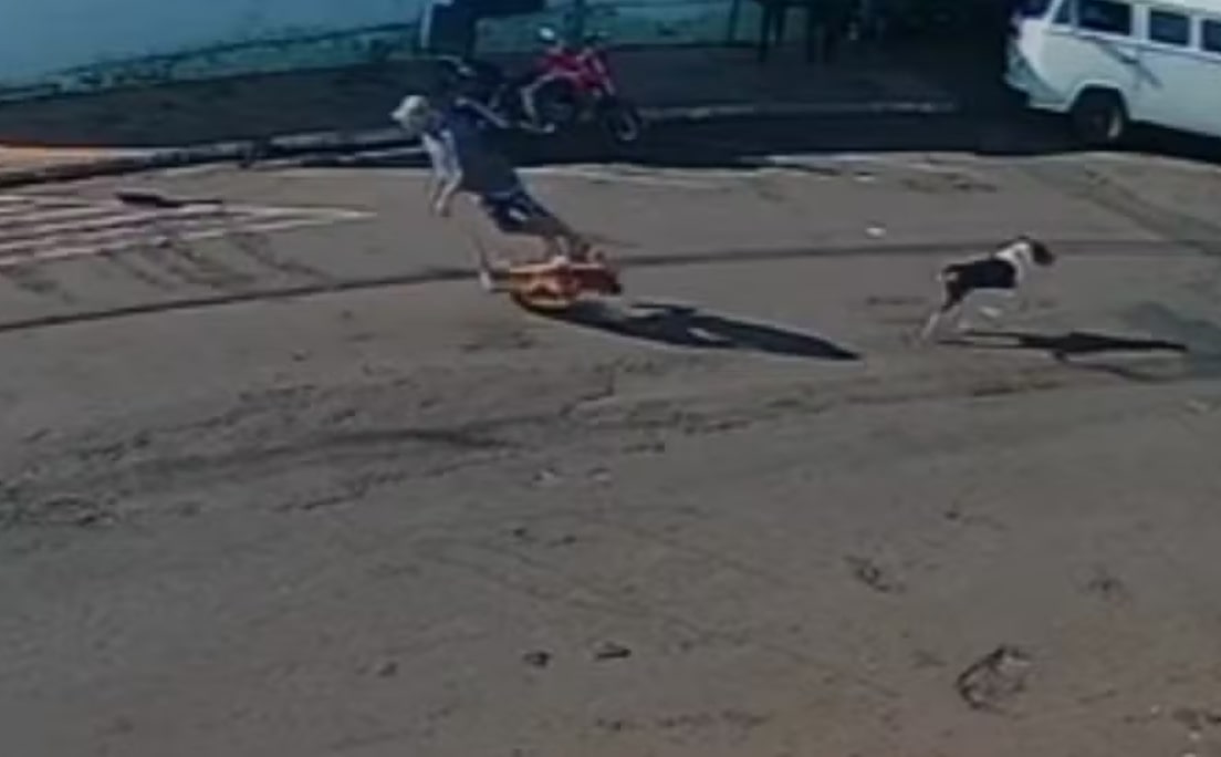 Vídeo: Idoso ‘atropelado’ por cachorro morre após passar 4 meses internado em SP 1 Vídeo: Idoso ‘atropelado’ por cachorro morre após passar 4 meses internado em SP