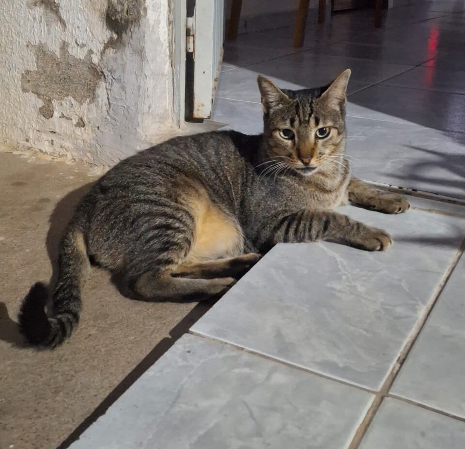 Procura-se gato desaparecido em Serra Talhada 1 Procura-se gato desaparecido em Serra Talhada