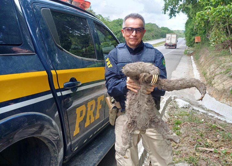 Bicho-preguiça é resgatado pela PRF na BR 232