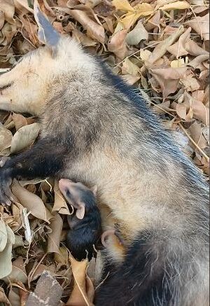 Biólogo realiza resgate de filhotes de gambá em Santa Cruz da Baixa Verde