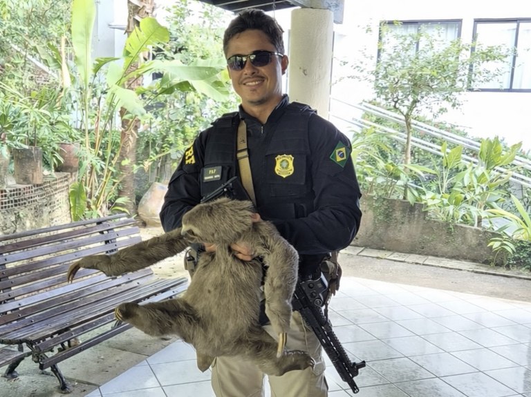 Bicho-preguiça é resgatado pela PRF na BR-101, em PE 1 Bicho-preguiça é resgatado pela PRF na BR-101, em PE