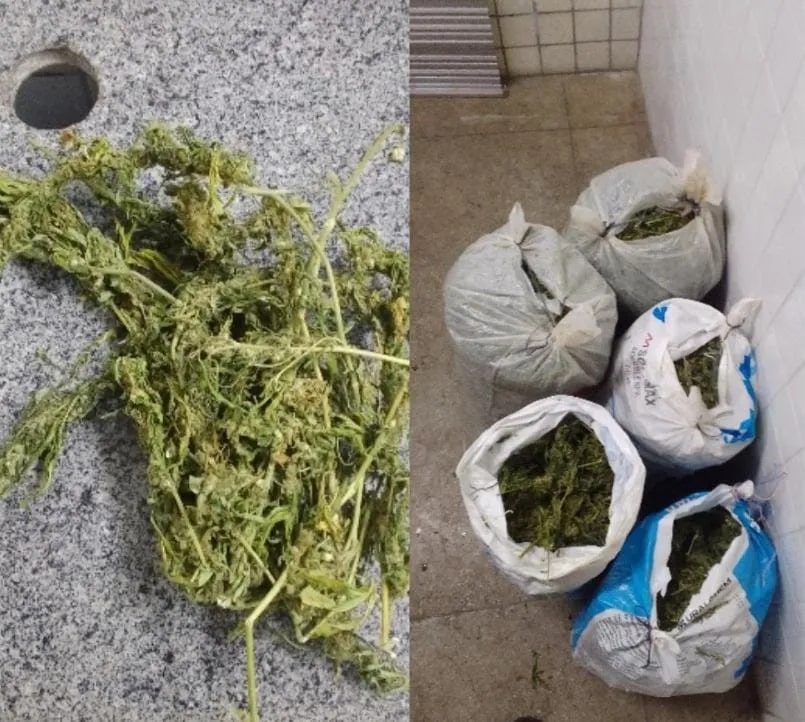 Polícia erradica mais de 47 mil pés de maconha em Floresta