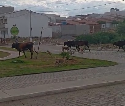 Moradores reclamam que vacas colocam em risco Praça dos Ipês, em ST