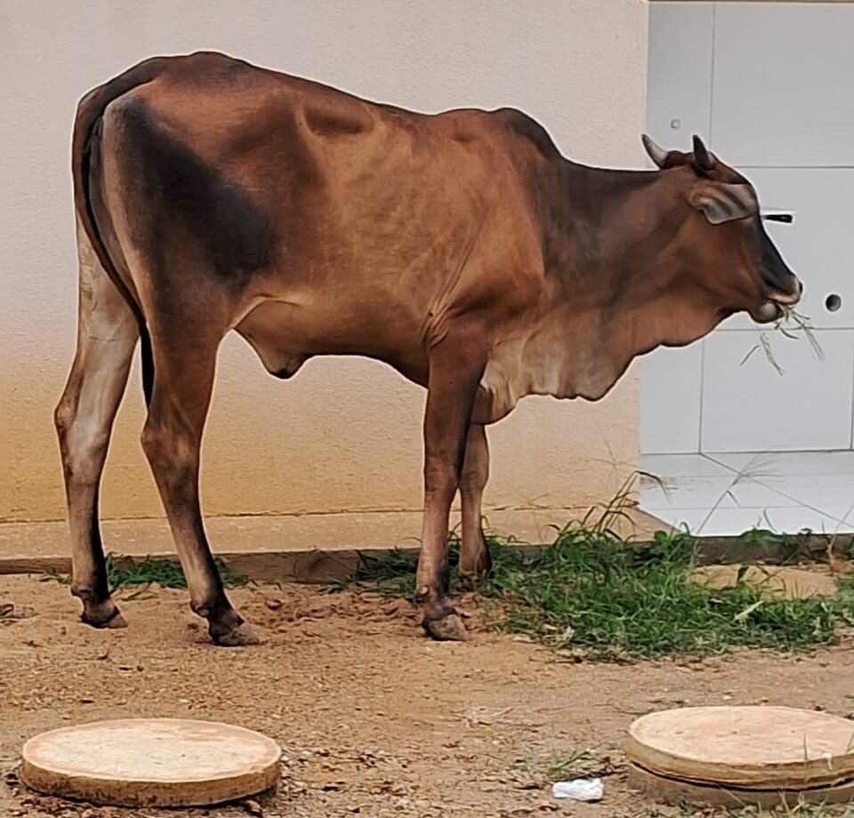 Situação de 'curral', denunciam moradores do Vanete Almeida 1 Moradores denunciam situação de curral