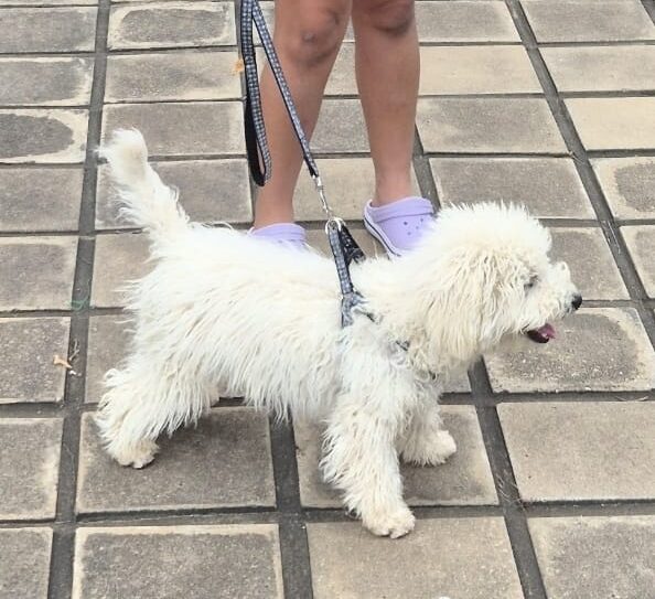 Dr. Luiz Pinto pede ajuda para encontrar cachorro da filha