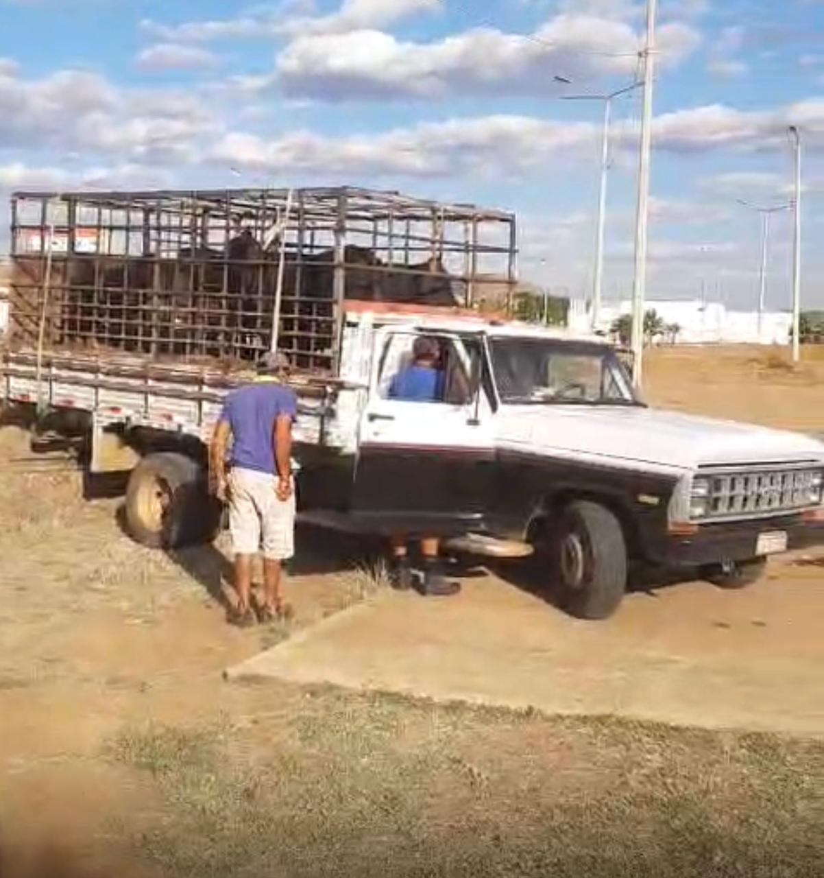Prefeitura começa a fazer apreensões de animais nas praças de Serra Talhada