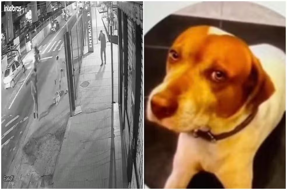 Cachorro comunitário morre após ser baleado com cerca de 10 tiros
