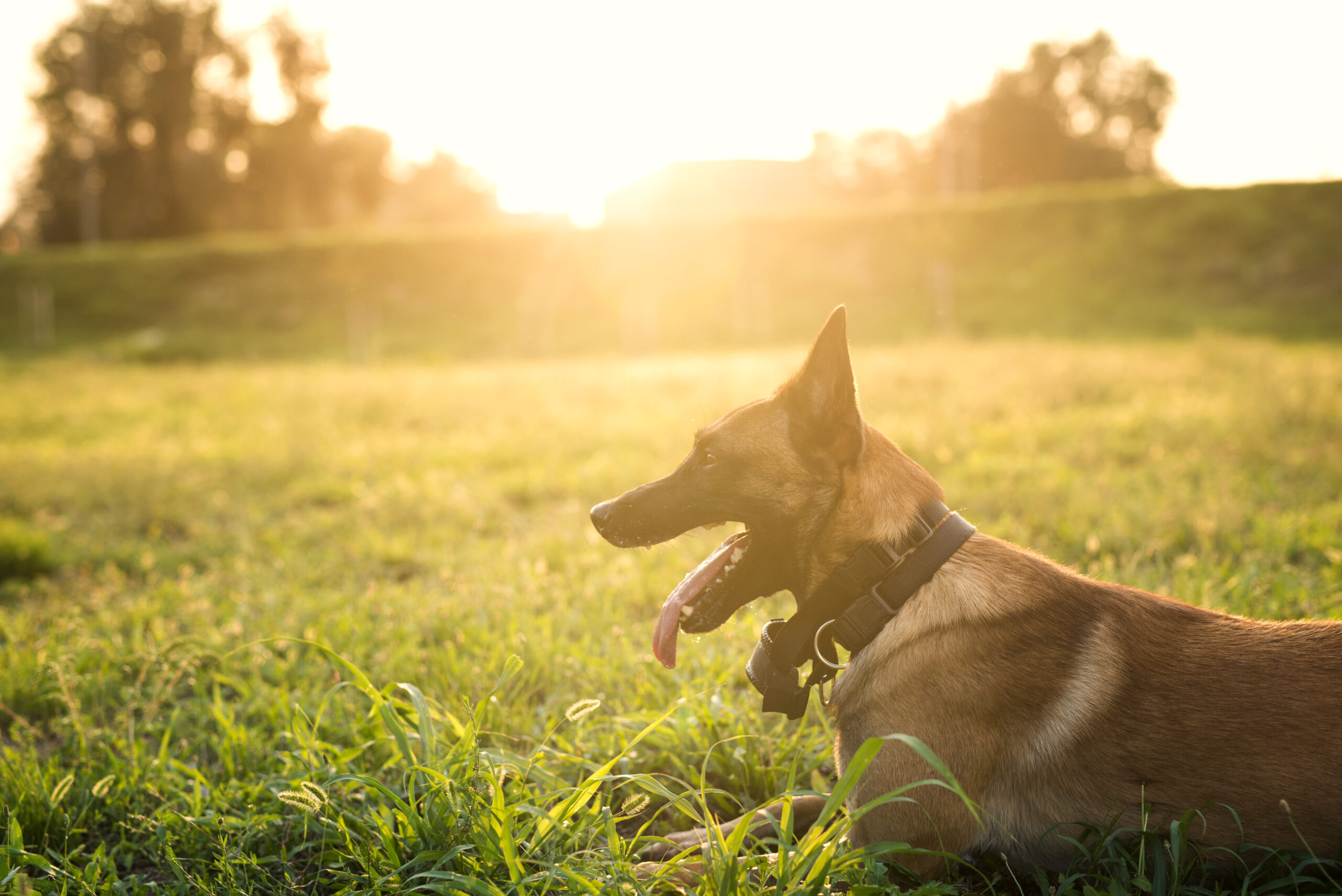 Instinto canino: saiba por que seu cachorro gosta tanto de tomar sol