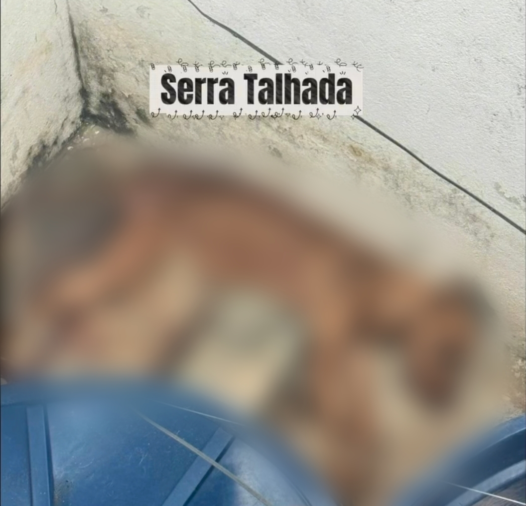 Vereador de Caruaru denuncia maus-tratos de animais em Serra Talhada 1 Vereador de Caruaru denuncia maus-tratos de animais em Serra Talhada