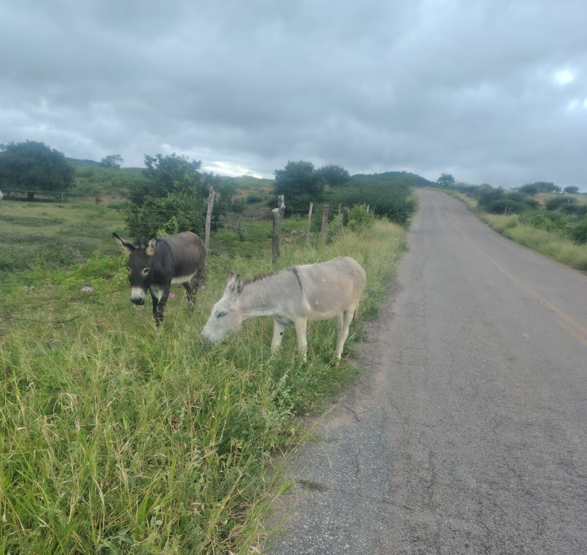 Leitor denuncia animais soltos na PE-418 e cobra fiscalização após acidente com morte