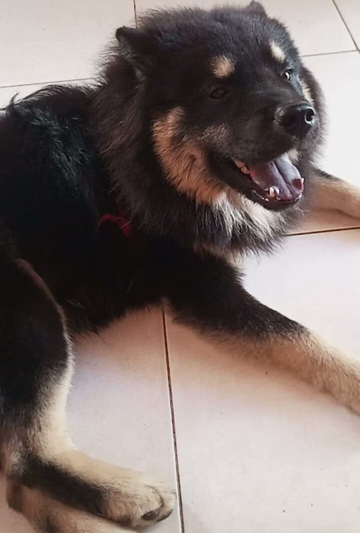 Procura-se cachorro desaparecido em Serra Talhada 1 Procura-se cachorro desaparecido em Serra Talhada