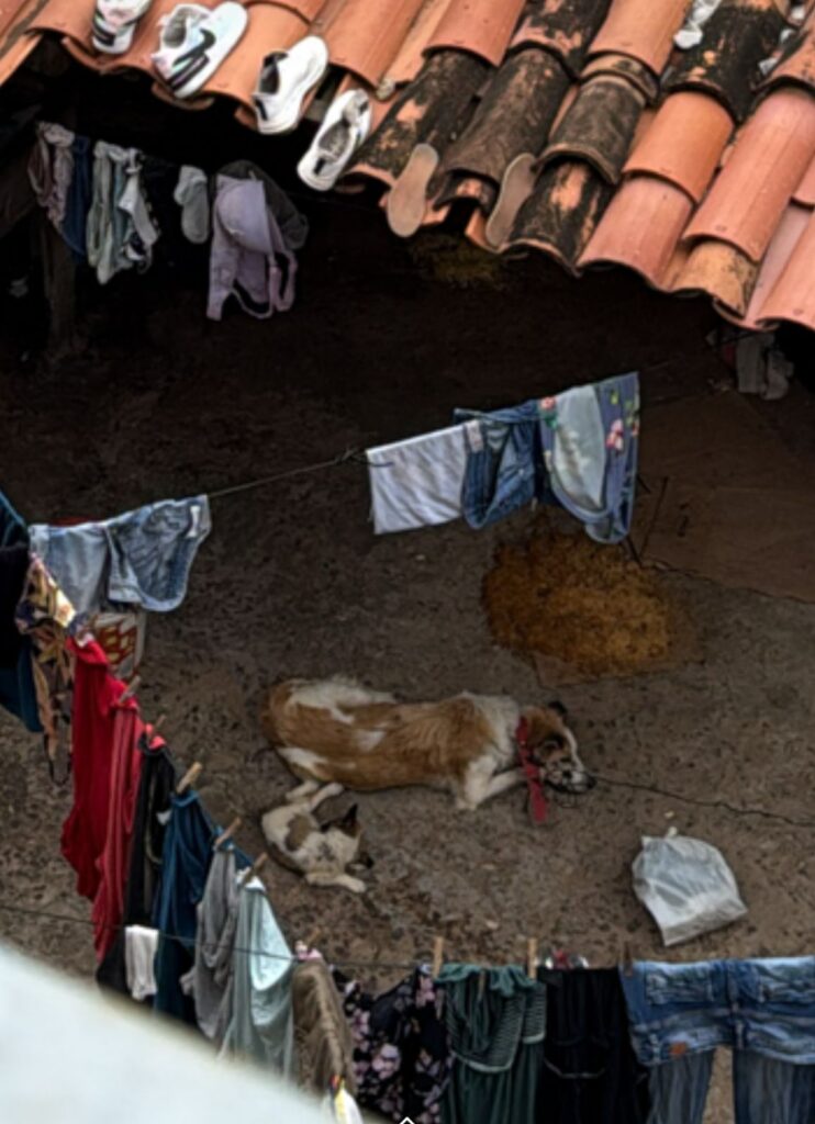 Após denúncia do Farol, AMMA resgata animal vítima de maus-tratos