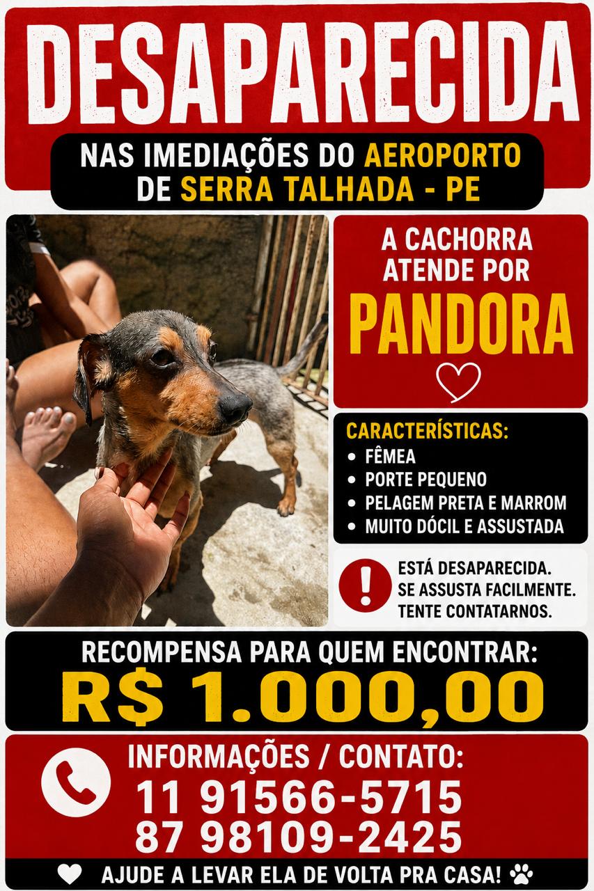 Família pede ajuda para encontrar cachorra que sumiu após capotamento em ST