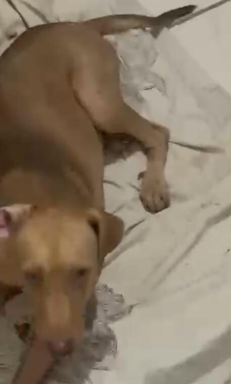 Cachorra com problemas de saúde desaparece na Caxixola e família faz apelo 1 Cachorra com problemas de saúde desaparece na Caxixola e família faz apelo