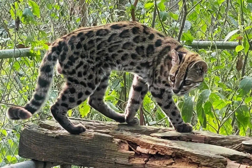 Nova espécie de felino é identificada em floresta na Bolívia 1 Leopardus tilcayo é o nome científico do animal (Foto: PUC-RS/ Divulgação)