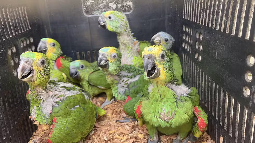 PRF e Ibama resgatam 140 papagaios do tráfico de animais 1 Filhotes de papagaio são resgatados de uma situação de tráfico de animais silvestres em Floresta (PE) — Foto: CPRH