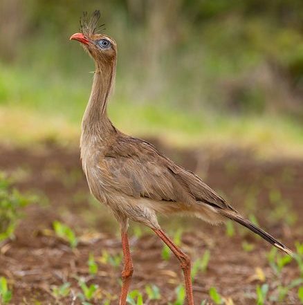 Duas aves brasileiras estão entre as mais barulhentas do mundo, mostra estudo 1 Duas aves brasileiras estão entre as mais barulhentas do mundo, mostra estudo