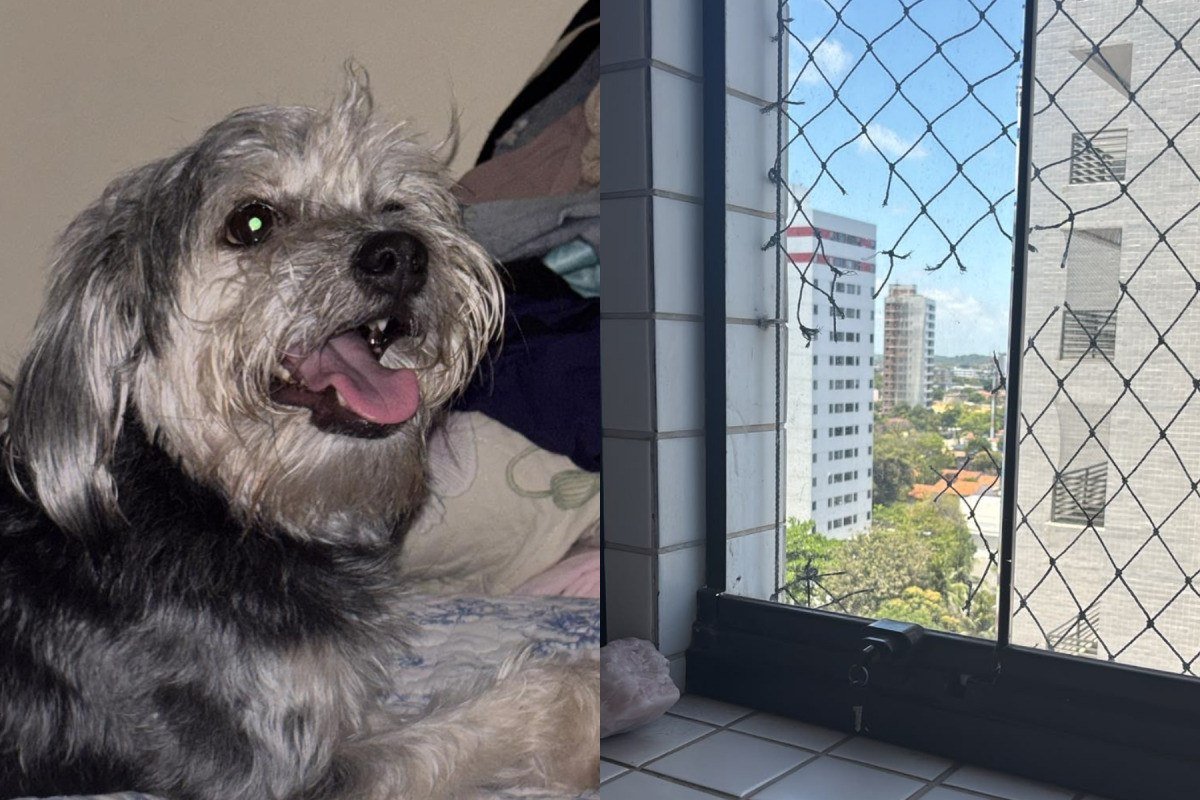Polícia investiga morte de cadela jogada do 9º andar 1 Polícia investiga morte de cadela que teria sido jogada do 9º andar