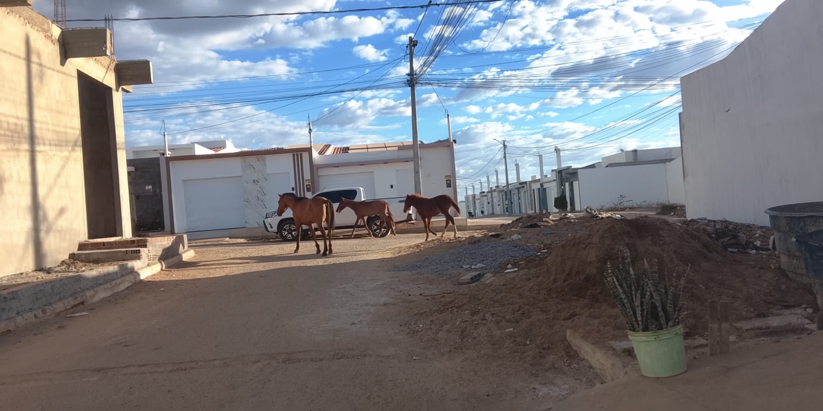 População grava vídeo após acidente e indignação por animais nas ruas de ST