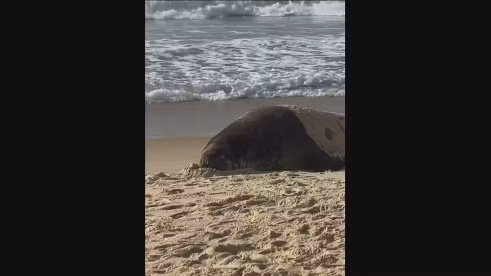 Elefante-marinho na orla de Copacabana, na Zona Sul do Rio, na manhã desta terça-feira (6) — Foto: Reprodução/ TV Globo