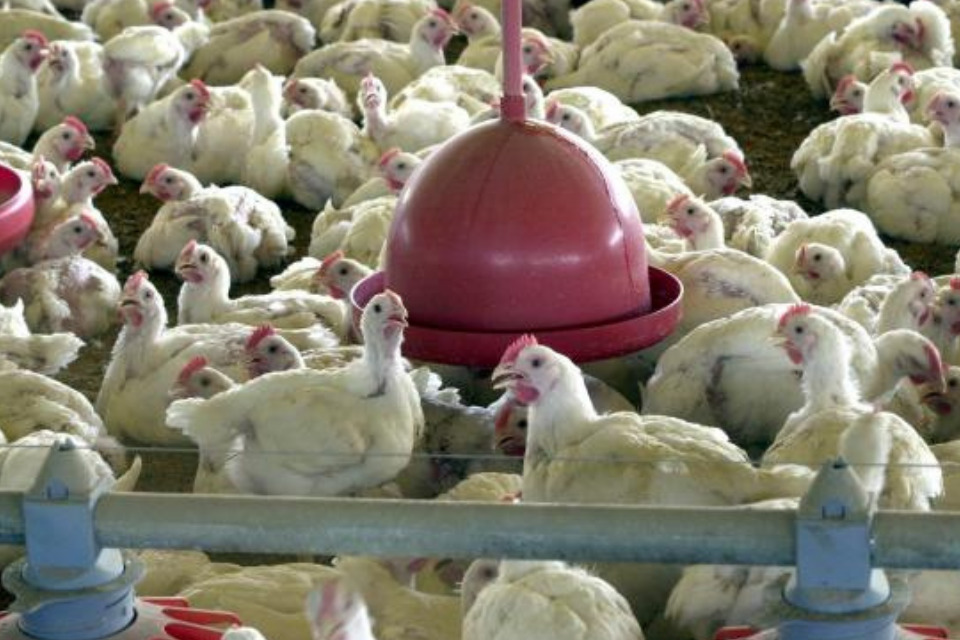 México suspende importação de frango brasileiro após surto de doença aviária 1 Frangos ( Foto: Arquivo/Agência Brasil)